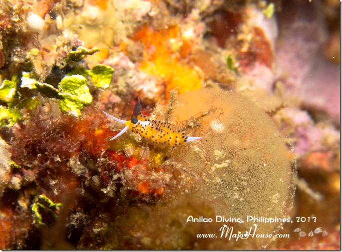 MajoHouse_BlogPhoto MajoHouse_BlogPhoto