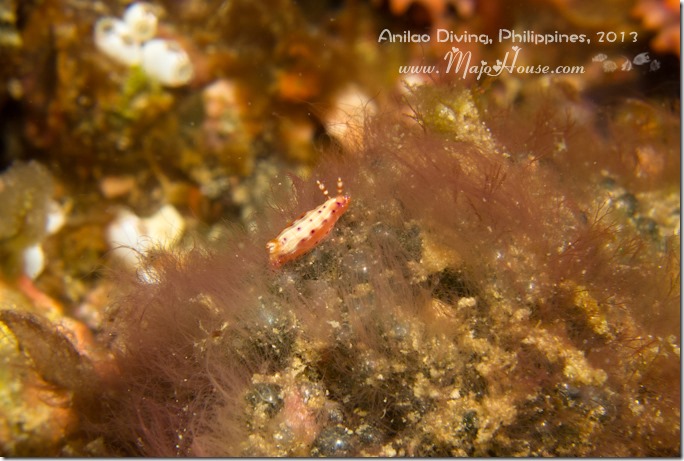 MajoHouse_BlogPhoto MajoHouse_BlogPhoto