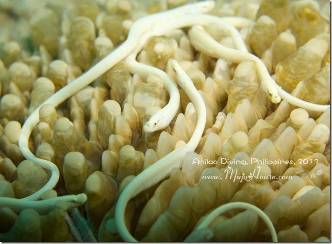 MajoHouse_BlogPhoto MajoHouse_BlogPhoto