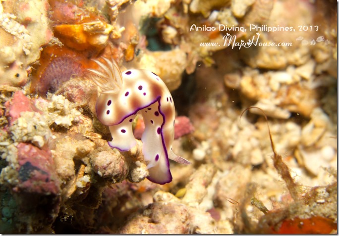 MajoHouse_BlogPhoto MajoHouse_BlogPhoto