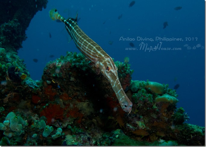 MajoHouse_BlogPhoto MajoHouse_BlogPhoto