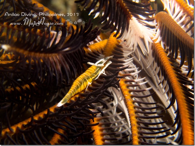 MajoHouse_BlogPhoto MajoHouse_BlogPhoto