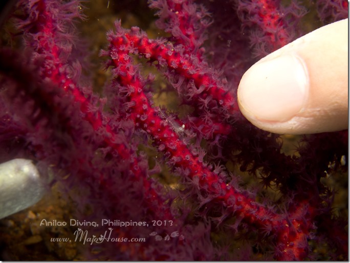 MajoHouse_BlogPhoto MajoHouse_BlogPhoto