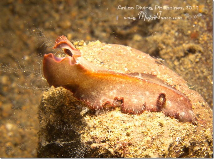 MajoHouse_BlogPhoto MajoHouse_BlogPhoto