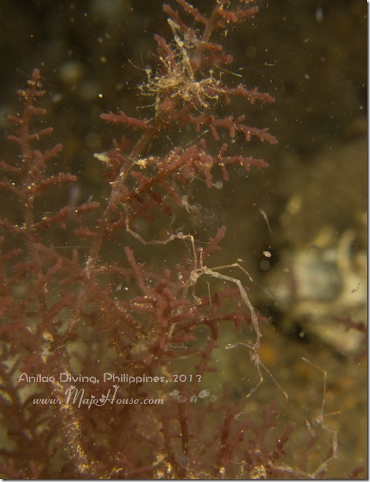 MajoHouse_BlogPhoto MajoHouse_BlogPhoto