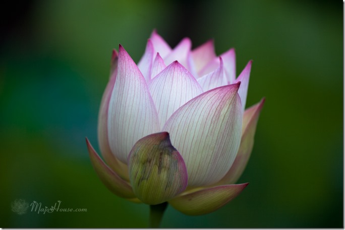 MajoHouse_BlogPhoto MajoHouse_BlogPhoto