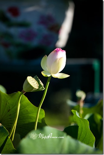 MajoHouse_BlogPhoto MajoHouse_BlogPhoto