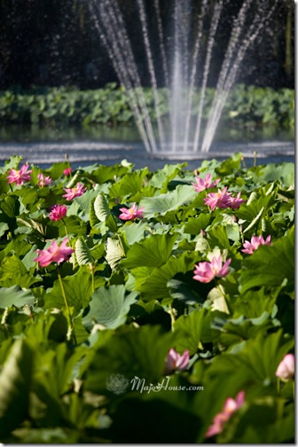 MajoHouse_BlogPhoto MajoHouse_BlogPhoto