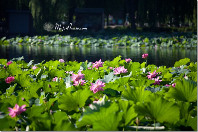 MajoHouse_BlogPhoto MajoHouse_BlogPhoto