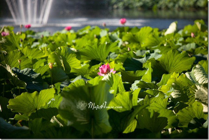 MajoHouse_BlogPhoto MajoHouse_BlogPhoto