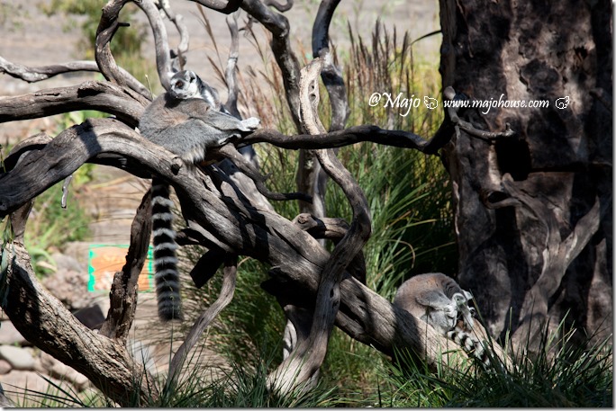 Safari West 北加州的迷你非洲野生园| MAJO HOUSE 。魔女誌