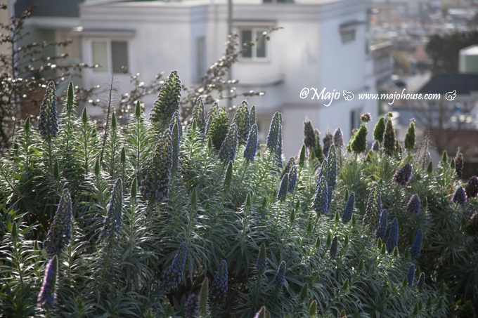 MajoHouse_BlogPhoto MajoHouse_BlogPhoto