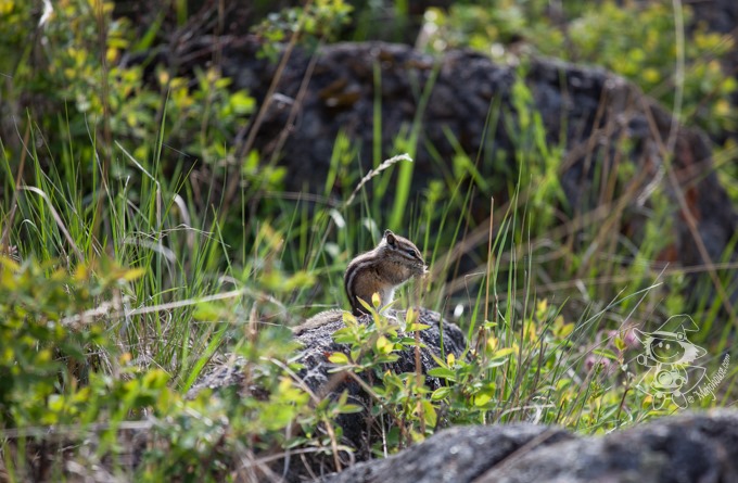 Majo Photograph Majo Photograph