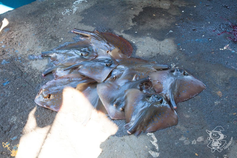 Majo Photograph Majo Photograph