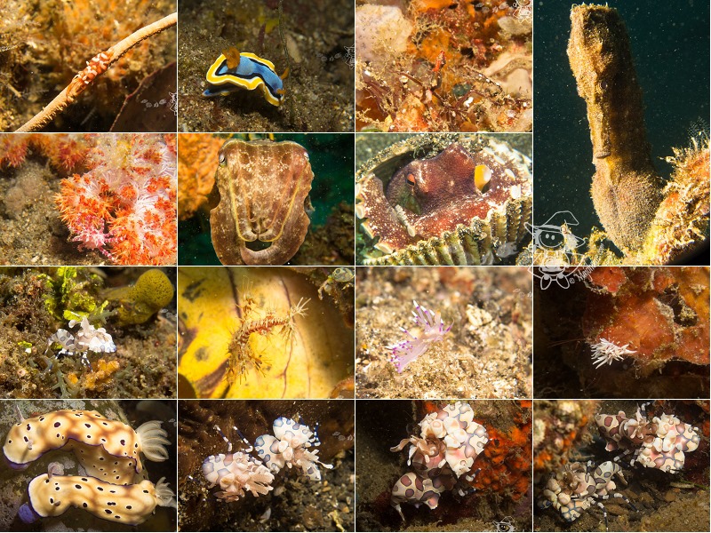 LembehStrait_diving158