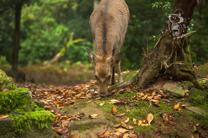 Majo Photograph Majo Photograph