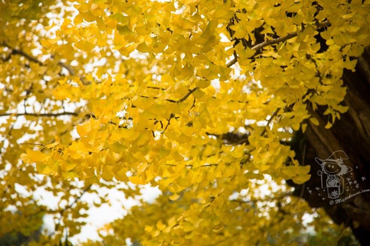 Majo Photograph Majo Photograph