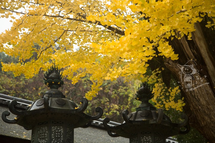 Majo Photograph Majo Photograph