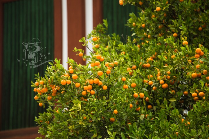 Majo Photograph Majo Photograph