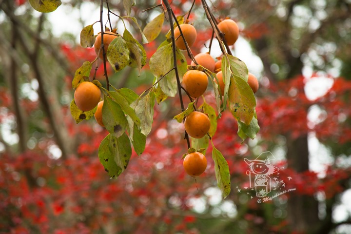 Majo Photograph Majo Photograph