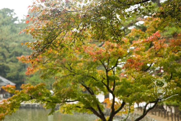 Majo Photograph Majo Photograph