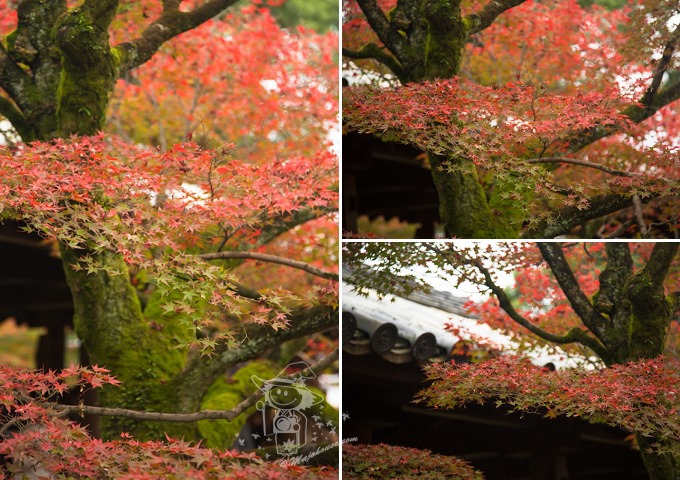 Kyoto_Tofuku-Ji_51