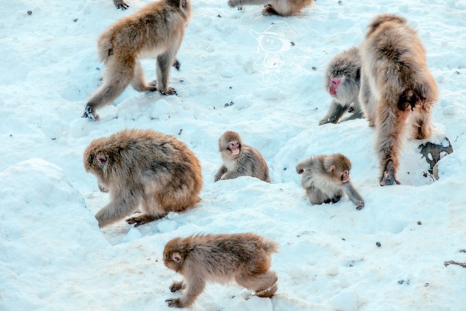 SnowMonkey_10