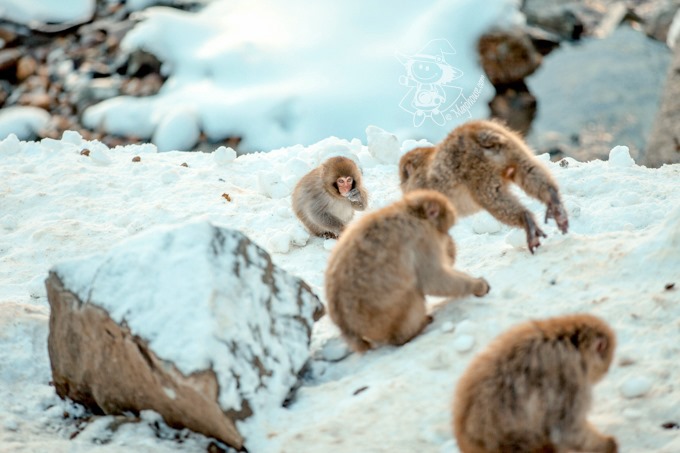 SnowMonkey_13