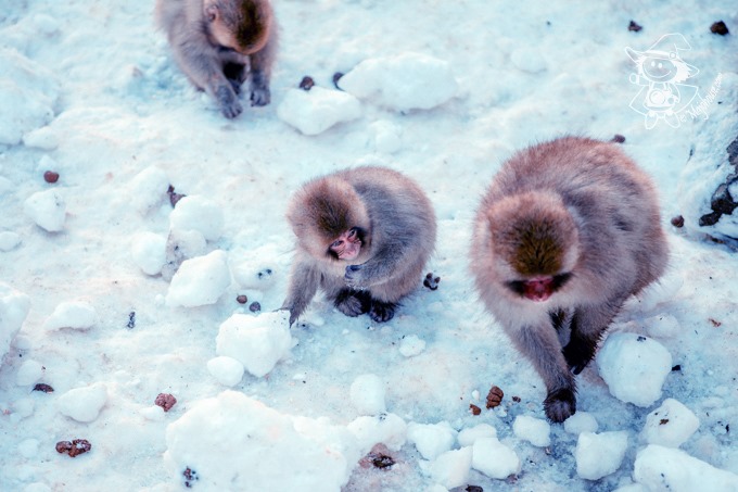 SnowMonkey_15