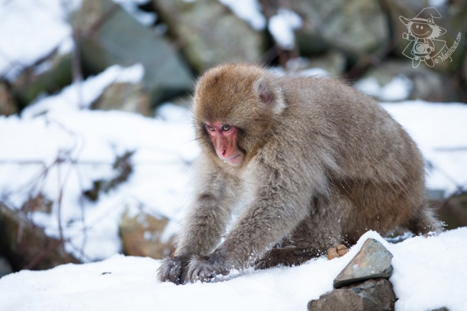 SnowMonkey_18
