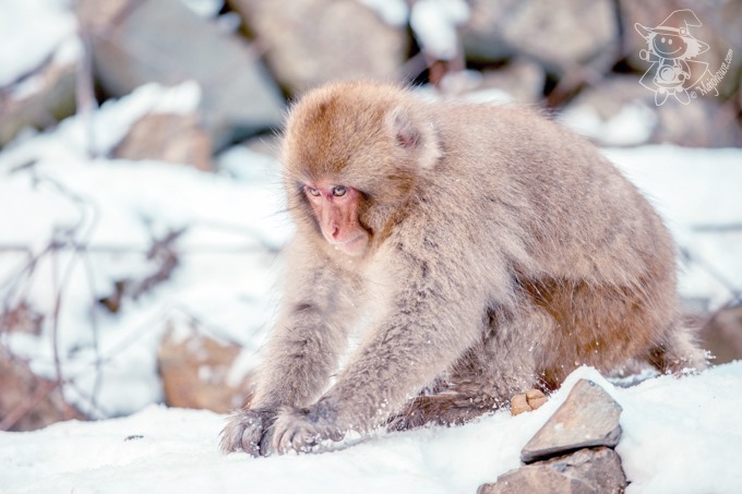SnowMonkey_19