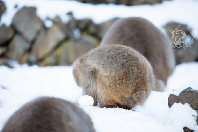 SnowMonkey_20