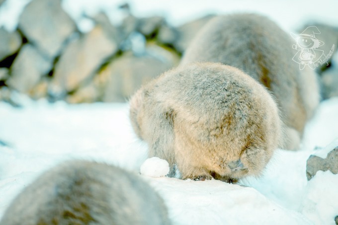 SnowMonkey_21