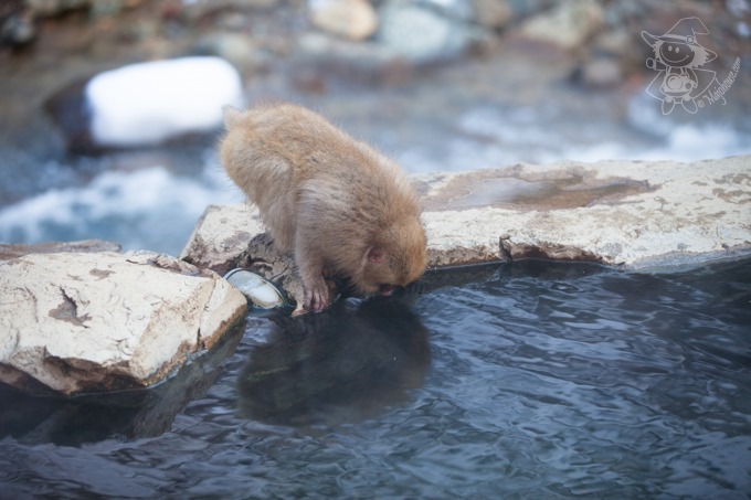 SnowMonkey_23