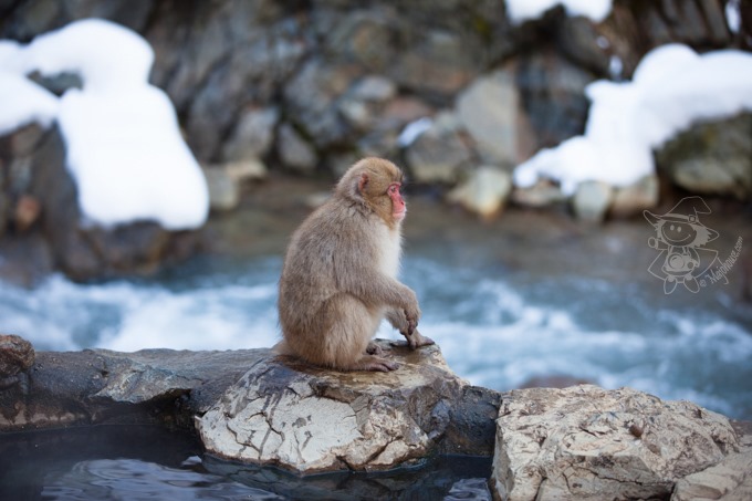 SnowMonkey_26