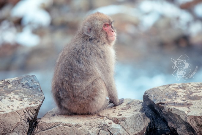 SnowMonkey_27