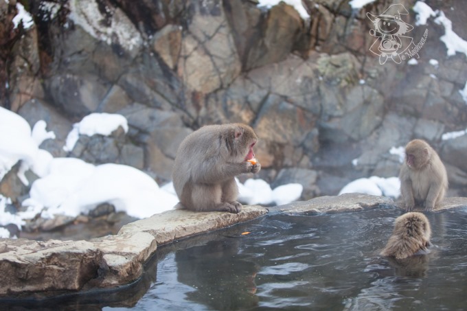 SnowMonkey_29