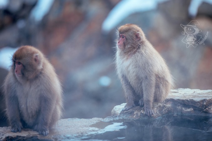 SnowMonkey_31