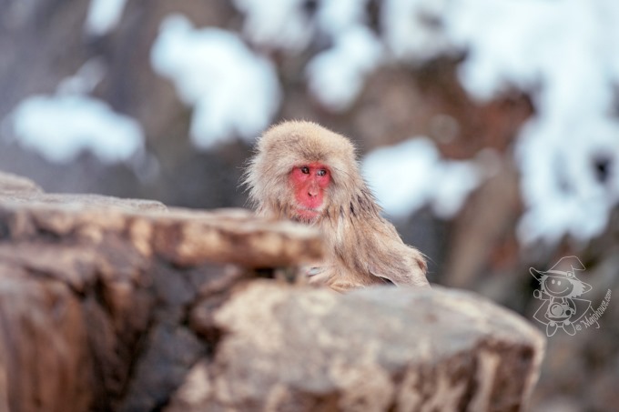 SnowMonkey_40