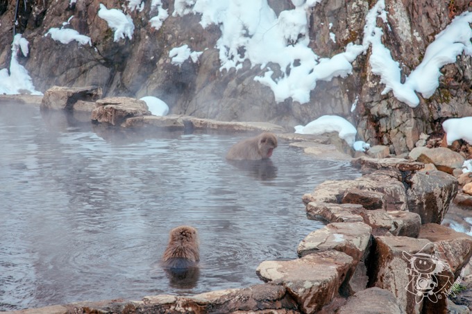 SnowMonkey_48